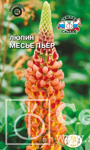 

Цветок Люпин Месье Пьер (многолистный, оранжево-красный) . Евро, 0,2