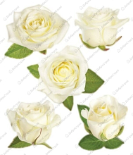 Наклейка для декора Розы-бутоны белые